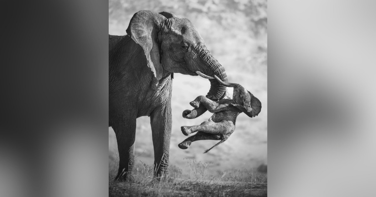 Imagem de elefante carregando seu filhote morto ganha prêmio no Wildlife Photographer of the Year 2026