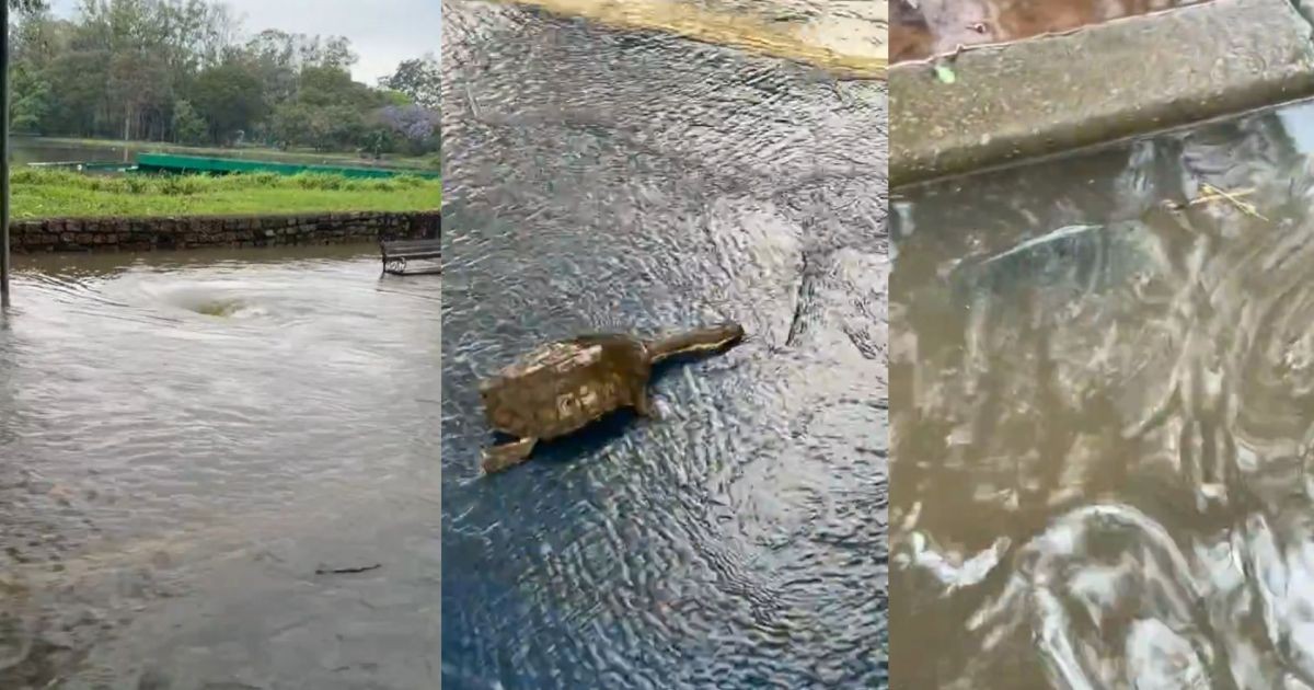 Lagos do Ibirapuera transbordam e peixes se espalham nas pistas de corrida