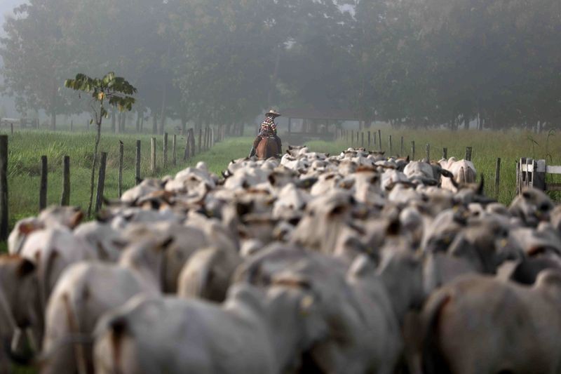 Confinamento rende R$ 303 a mais por cabeça no Sudeste em setembro