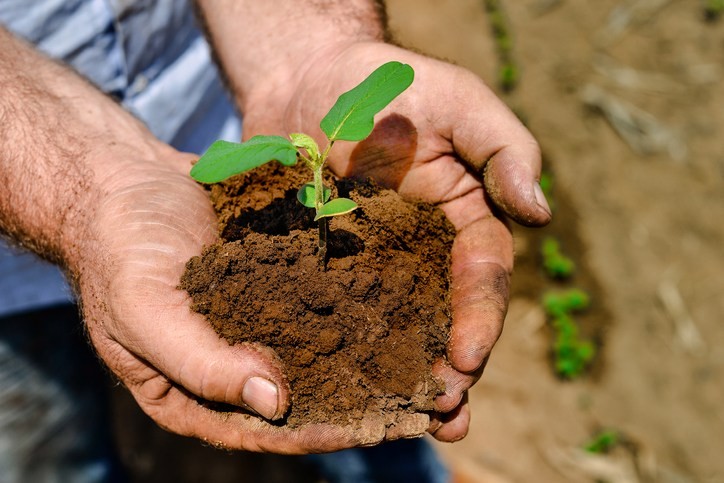 Com crédito limitado, agricultura familiar reúne 77% das propriedades