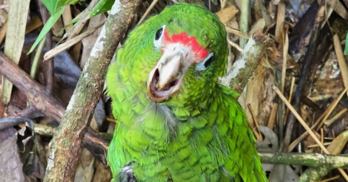 Grito na floresta salvou um filhote de papagaio raro quando ele já estava nas garras de uma jiboia