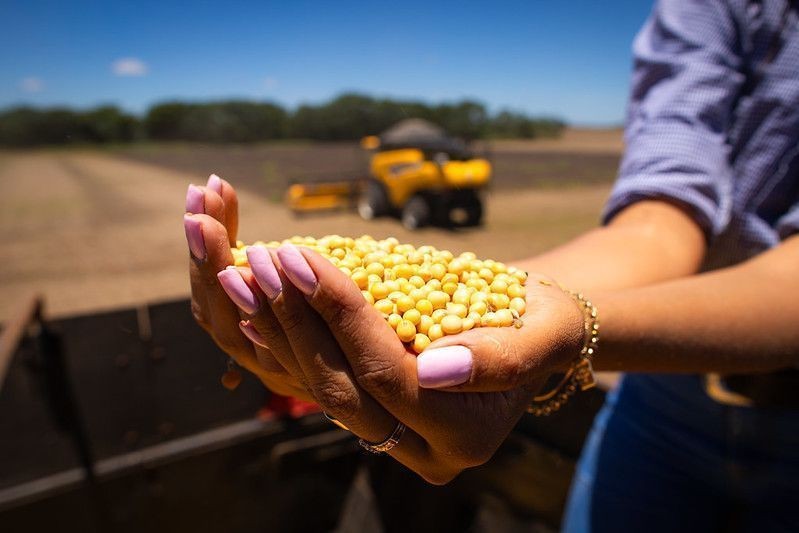Produção de grãos vai crescer de novo; aposta da Conab é 1,4% em 2026/27