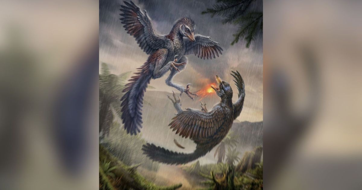 Fóssil de ave do Jurássico que não voava revela diversidade na evolução dos pássaros