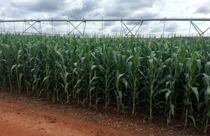 Produção de milho no Brasil deve ser recorde em 2026/27
