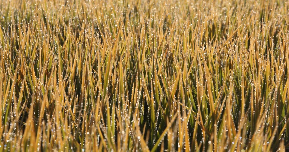 Três tradings voltam a comprar arroz gaúcho para exportação