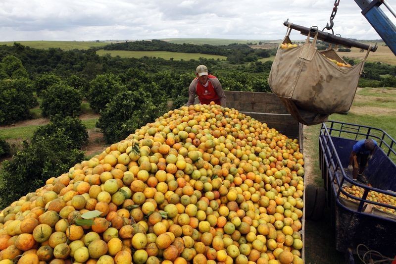 Preço da laranja industrial cai e reduz poder de compra para fertilizantes