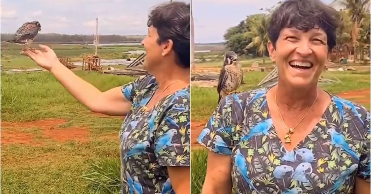Menor falcão do Brasil ganha liberdade, mas volta para a veterinária que cuidou dele