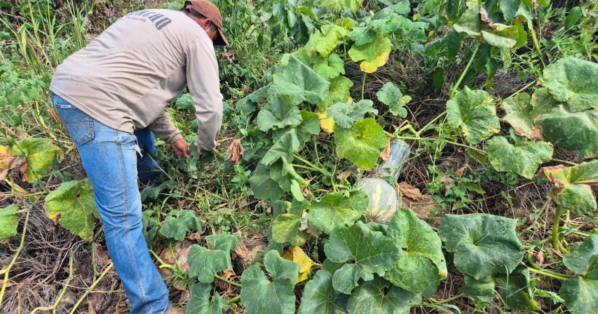 Agro registra recorde de 28,4 milhões de trabalhadores no segundo trimestre