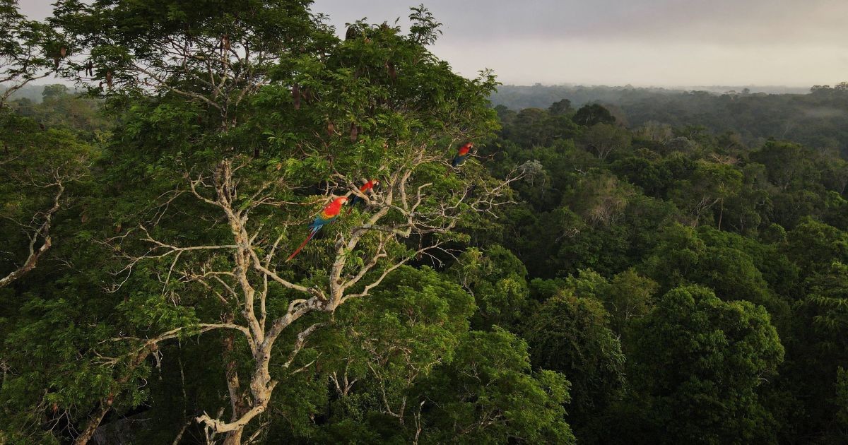 Desmatamento na Amazônia e no Cerrado tem menor nível na série histórica