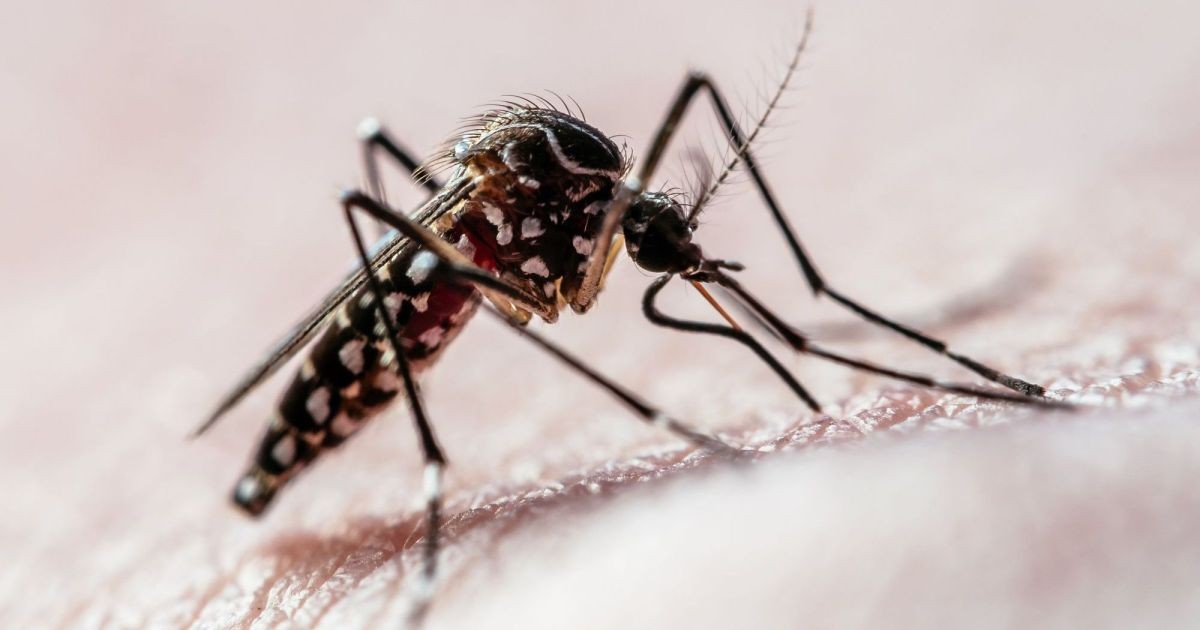 Dengue grave: estudo identifica fatores de risco para mortes no Brasil