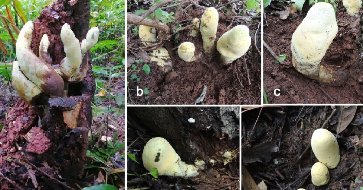 Fungo gigante de 2,2 kg que pode ter surgido logo após extinção dos dinossauros é descoberto na China