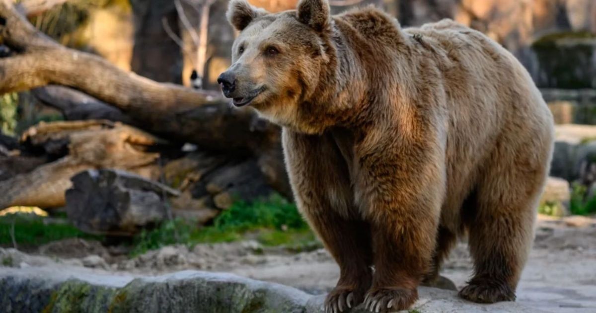 Brincadeira que saiu do controle? Mulher cria urso com inteligência artificial e provoca buscas na Rússia