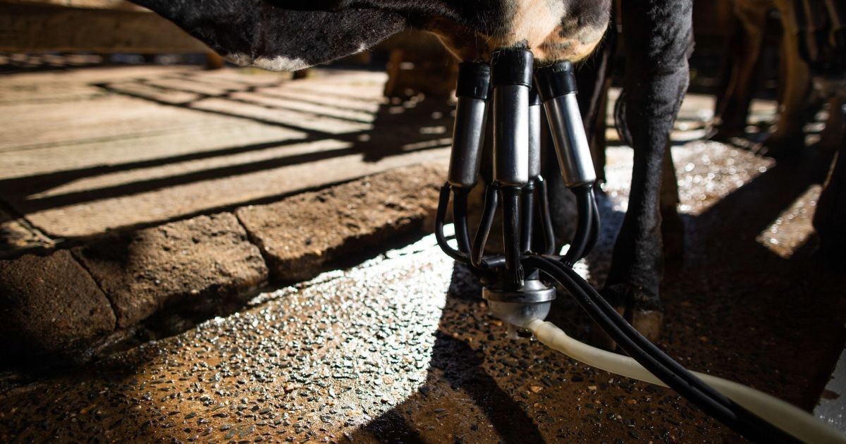 Danone investe em alimentos proteicos e aposta em agricultura regenerativa