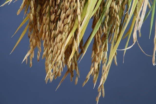 Produtores de arroz de SC temem volta de licença ambiental