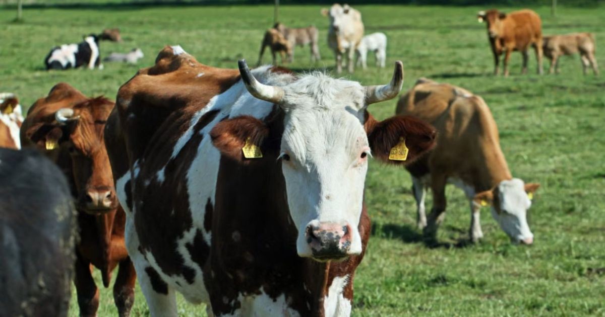 Boi pode aprender com outro boi? Comportamento de um animal ajuda a explicar como o rebanho toma decisões