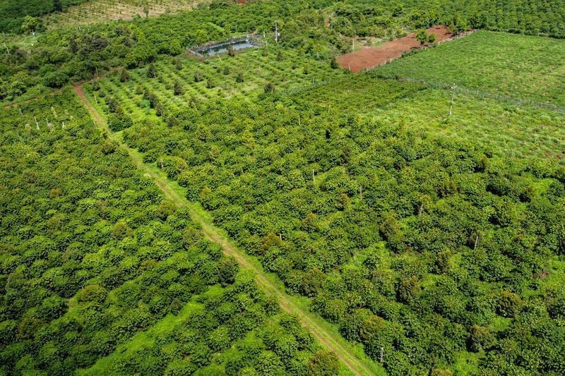 Produção de café no Vietnã deve se manter estável na safra 2026/27