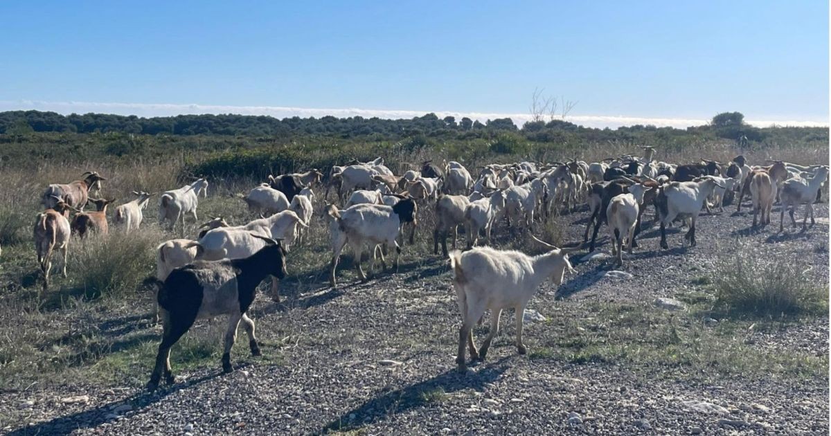 O ‘exército’ de 250 cabras convocado para cumprir uma missão vital antes do fogo chegar