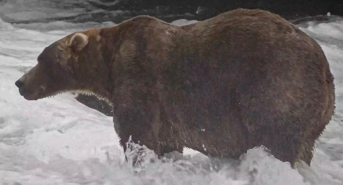 Tal mãe, tal filho: anos após a ursa Holly ser coroada no Alasca, seu filhote leva o título de mais gordo do ano