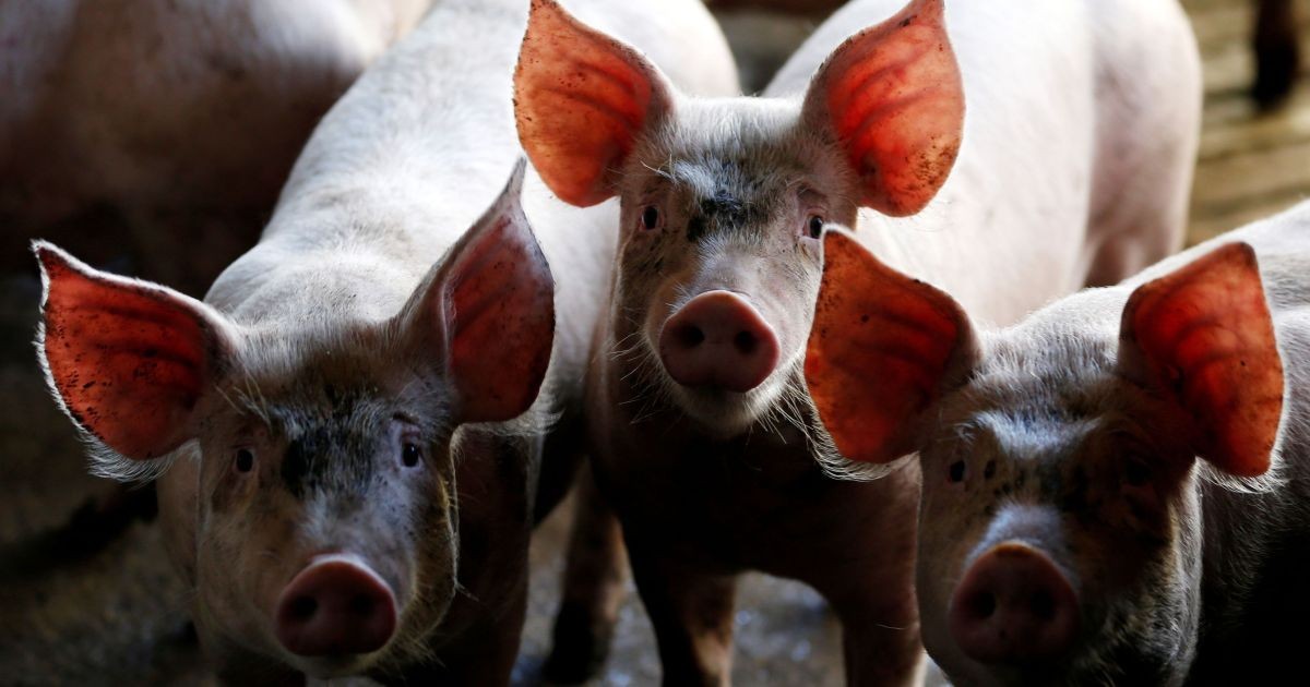 Estudo consegue reativar rins de porcos após um ano de congelamento a ?150 °C
