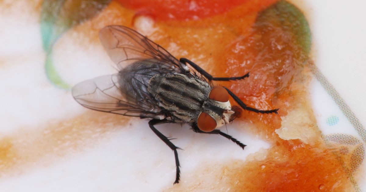 Mosquito de banheiro não surge do nada: entenda o erro invisível no ralo que pode estar multiplicando os insetos na sua casa