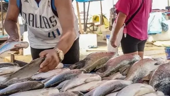 Seafood Show debate expansão e exportações do pescado brasileiro