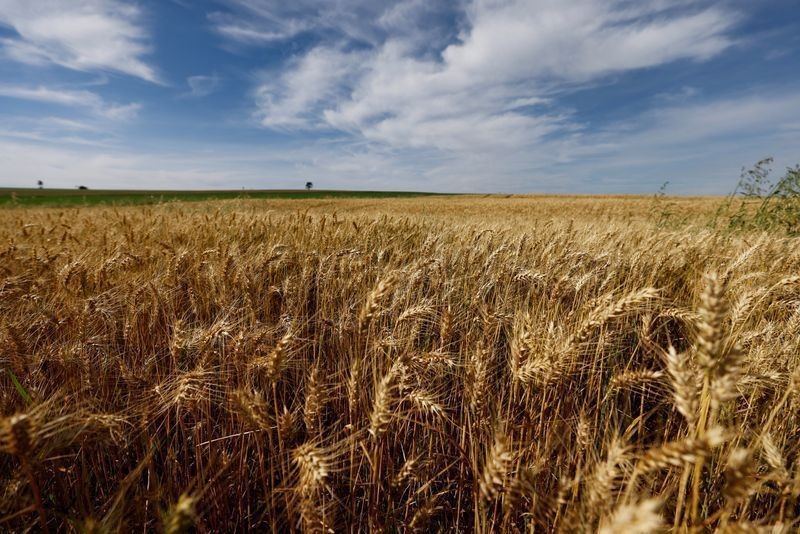 Excesso de chuva atrasa plantio da soja e compromete trigo no Paraná
