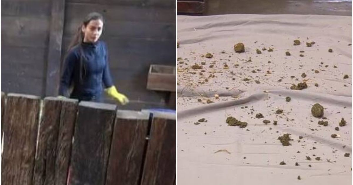 “A Fazenda”: Catherine Bascoy joga esterco nas camas de Darlin e Ana Bruna
