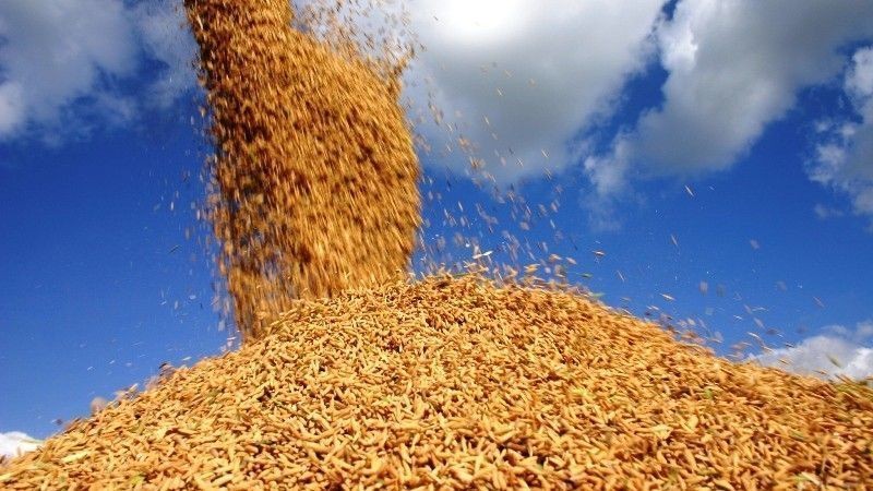 Embarques de arroz do Brasil crescem quase 50% no ano