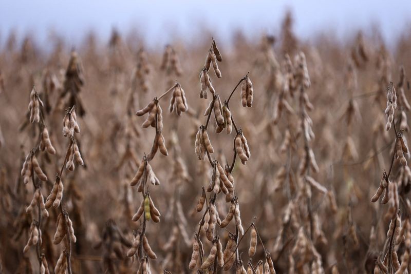 Plantio de soja no Paraná atinge 47% da área com atraso por chuvas