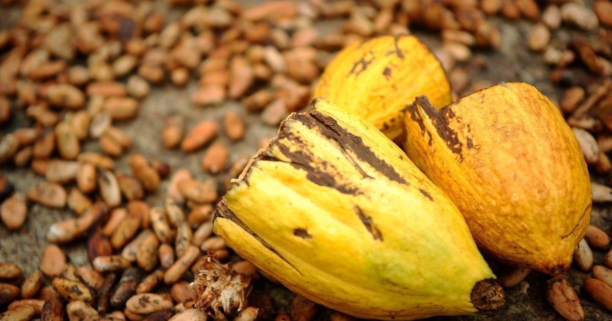 Cacau fecha em alta de 2% com baixa na oferta da Costa do Marfim