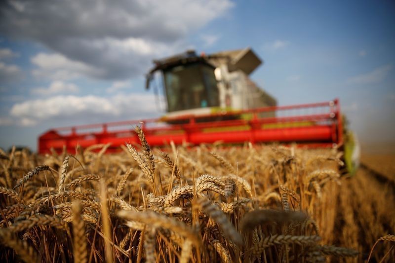 Trigo cai 1,83% em Chicago com exportações fracas e maior oferta global