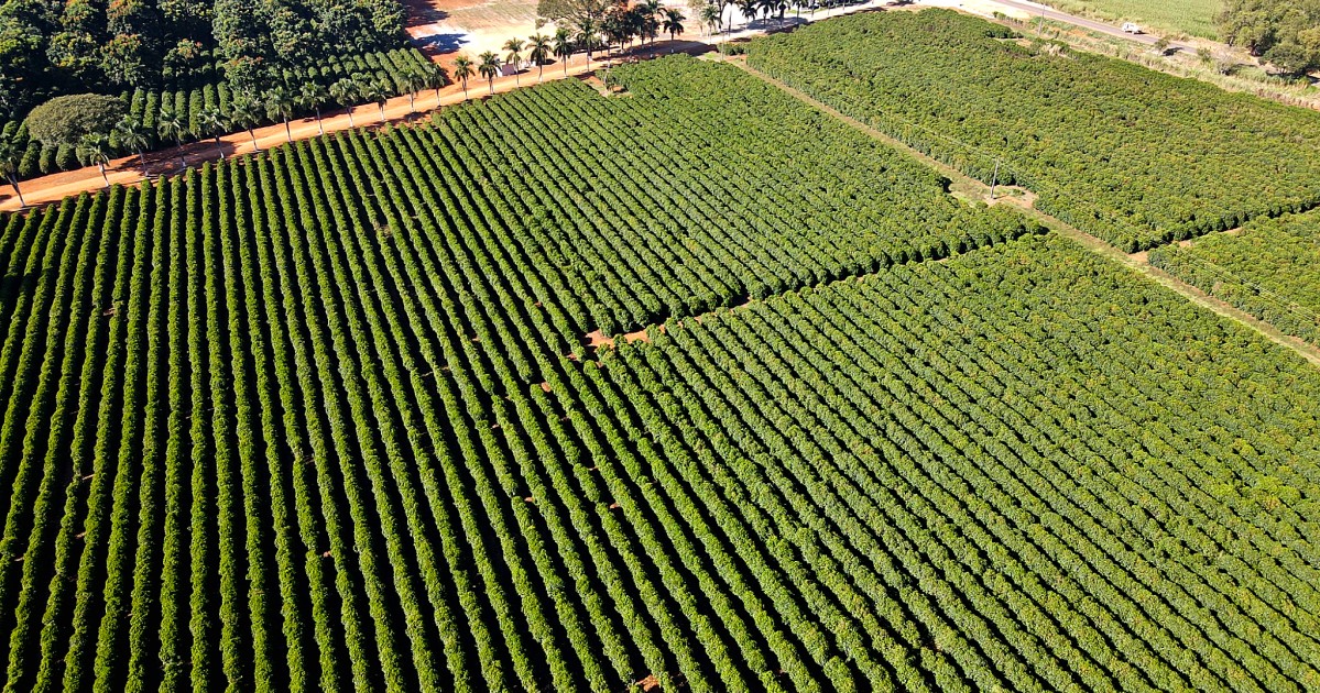 Segundo maior produtor de café do Brasil avança em recuperação judicial