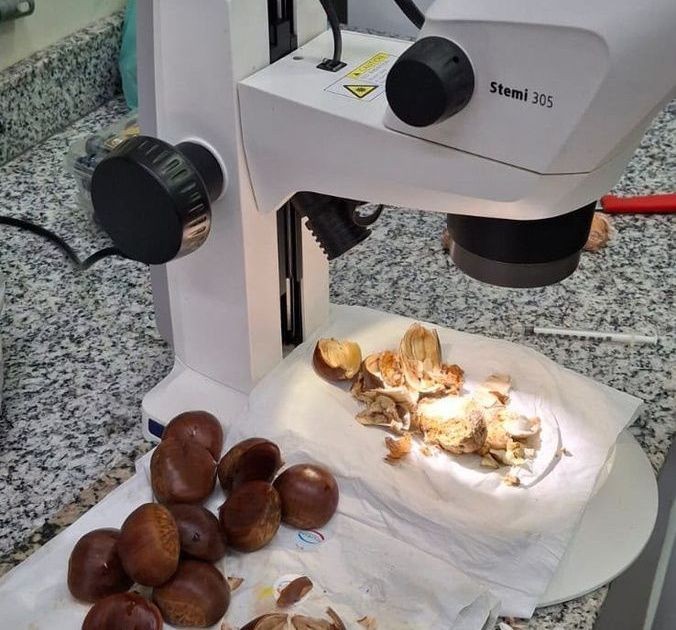Carga de castanha vinda da Itália é interceptada com praga em SP