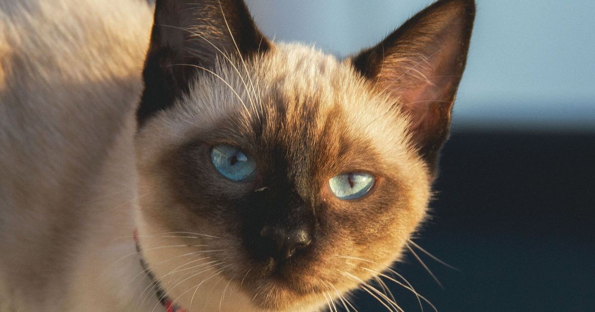 Gato siamês se tornou autor de artigo de física atômica em 1975 – ele assinou com a pata em uma das revistas mais prestigiadas do mundo