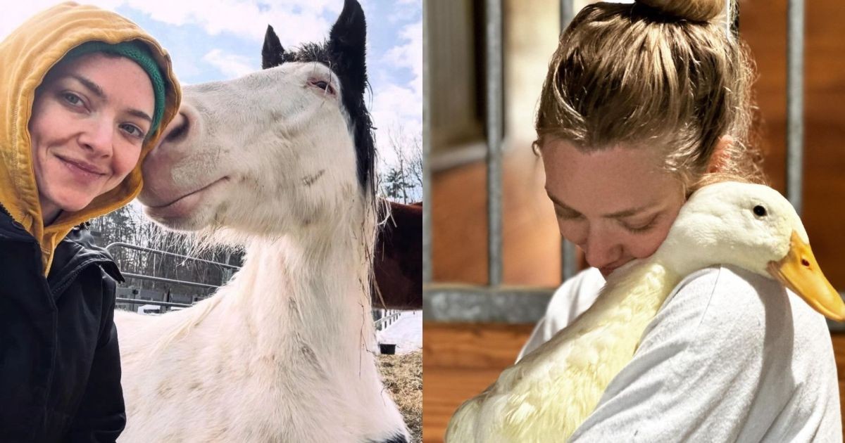 De Hollywood à vida no campo, Amanda Seyfried mantém fazenda que virou refúgio para animais resgatados