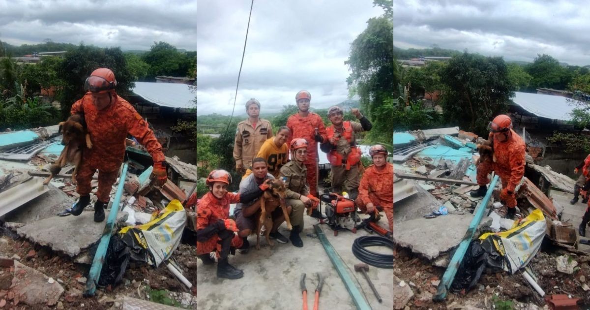 Bombeiros resgatam cachorro preso em destroços em Niterói