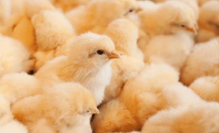 Sudão autoriza importação de carnes, aves e material genético do Brasil