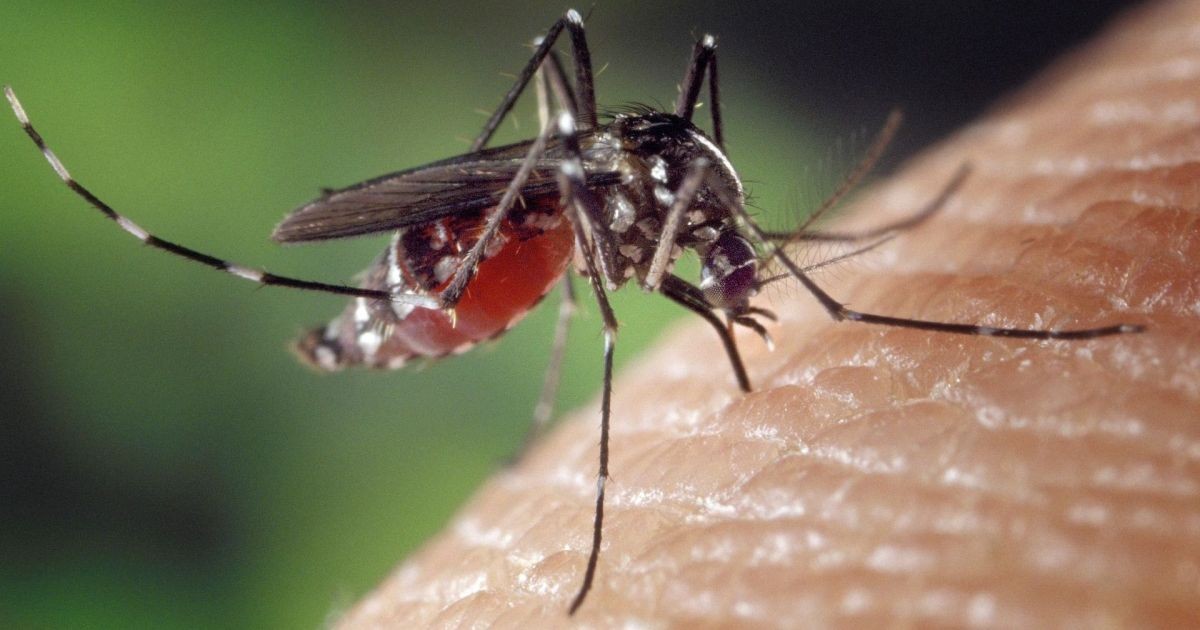 Pernambuco registra seis mortes por dengue em 2026
