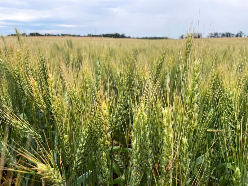 Clima favorece lavouras de trigo na Argentina que projeta 2ª maior colheita