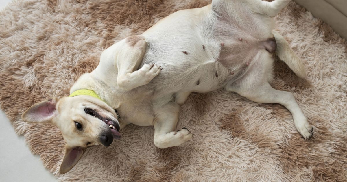 Por que o cachorro dorme de barriga para cima?