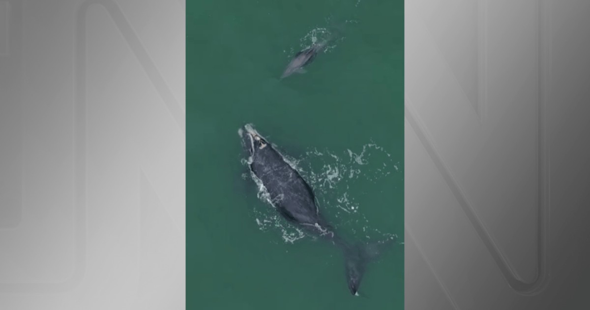Drone flagra golfinho ao lado de filhote de baleia no litoral sul de Santa Catarina