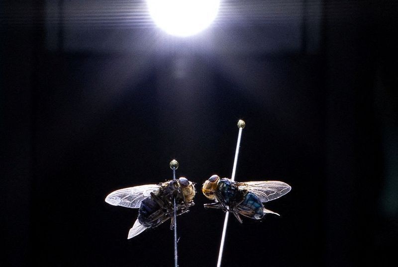 Mosca-da-bicheira é detectada em animal silvestre nos EUA
