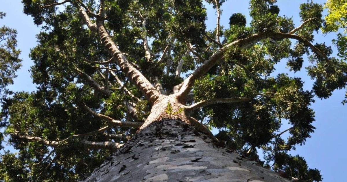 Ele importou 12 mudas raras da Ásia há 160 anos, mas só uma sobreviveu — e hoje é um monumento protegido por lei que ‘chora’ cristais sob a lua cheia