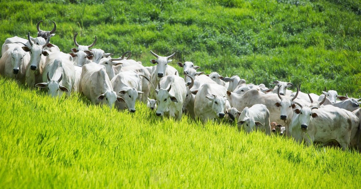 Emissões da agropecuária ficam estáveis em 2025, aponta Imaflora