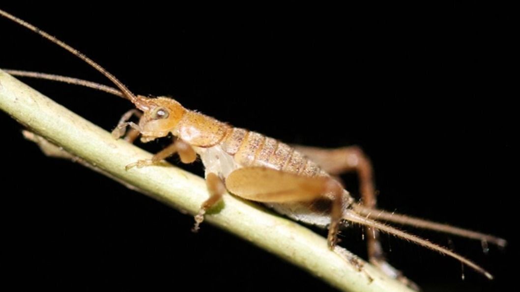 A incrível história dos grilos que abriram mão da voz para não virar janta: como a evolução criou o acasalamento silencioso na floresta