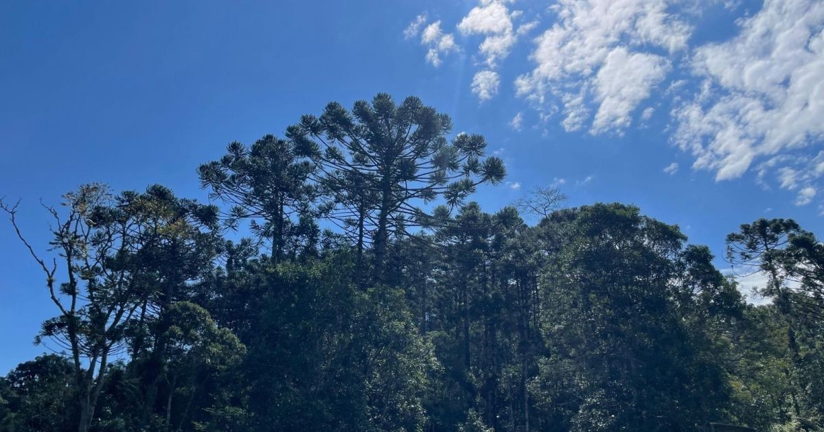 Produtores rurais podem receber até R$ 36 mil por serviços ambientais