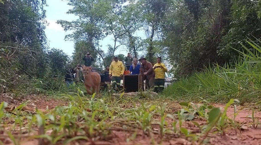 Filhote de onça vítima de ataque de cães retorna à natureza em SP