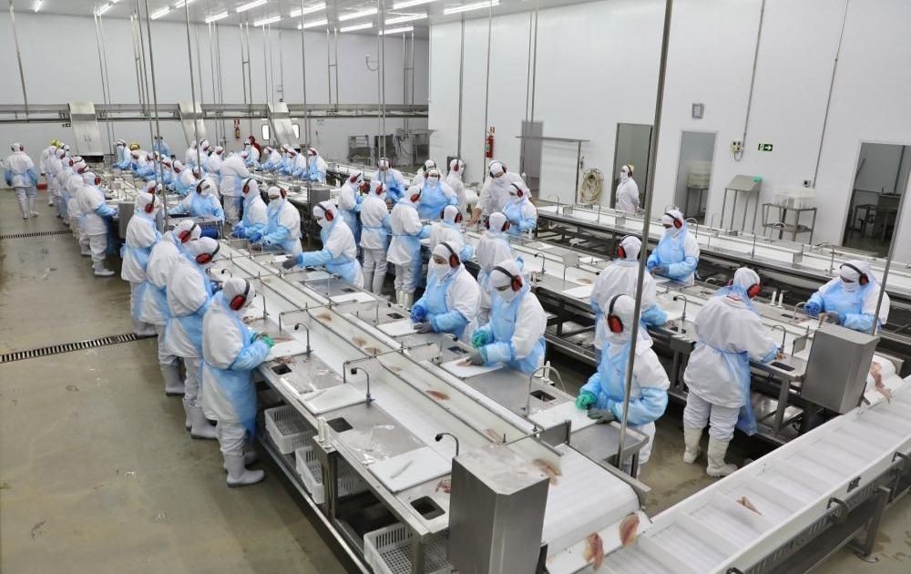 Copacol quer ampliar produção de tilápia para 300 mil por dia em 2027