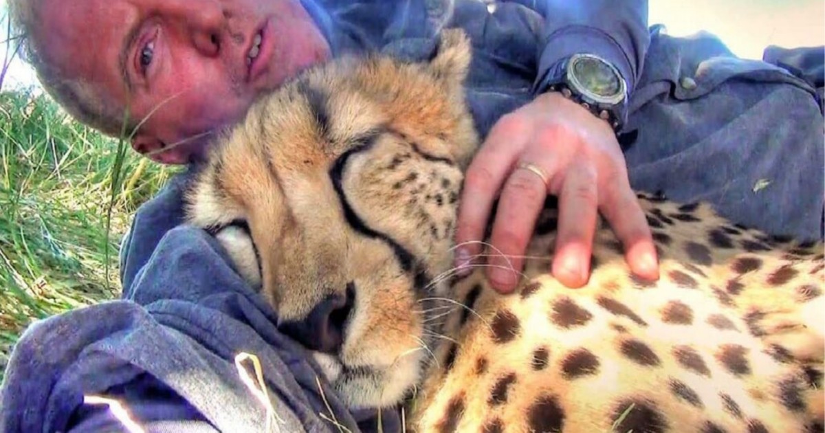 Ele descansou abraçado com uma guepardo selvagem e a reação carinhosa do animal fez fotógrafo sangrar no rosto