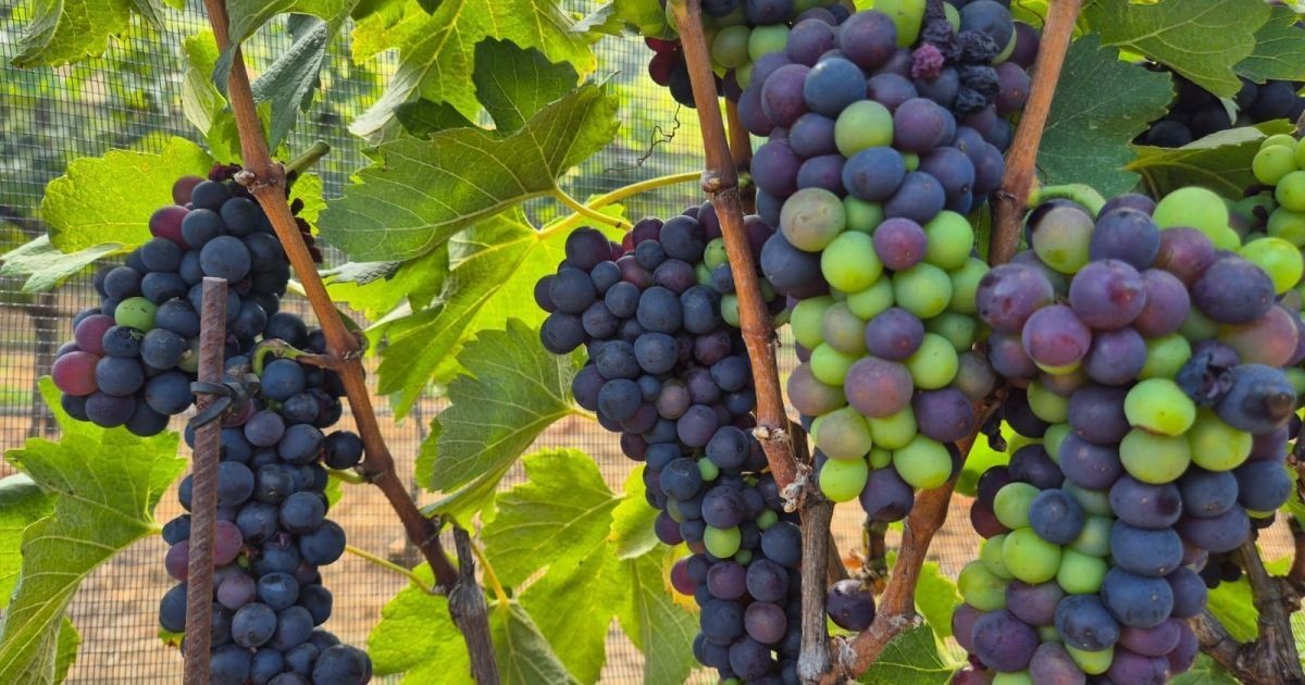 Exportações de frutas rendem US$ 354,2 milhões no terceiro trimestre